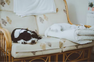 Liebe neue Eltern, mit einem Luftreiniger ist ein guter Schlaf m&ouml;glich : Hund ruht auf Sofa